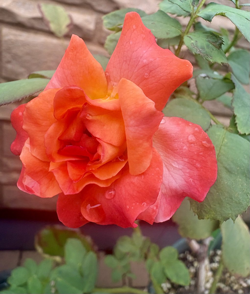 pi1231234's tweet photo. 🌸 https://t.co/7okjFzL0wD