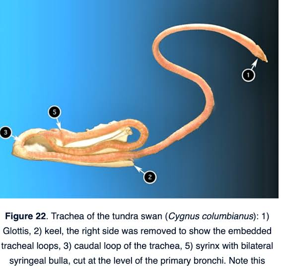 Evoincarnate's tweet photo. wait a fucking second
that might actually be why the syrinx exists
since big cats lower their larynx into their chests for a louder &amp; lower sound
modern birds take this to the extreme with some evolving super long trachea like swans
so  maybe the syrinx evolved for long distance https://t.co/N0tlsPhy1t