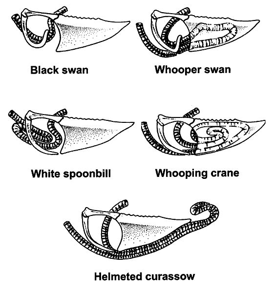 Evoincarnate's tweet photo. wait a fucking second
that might actually be why the syrinx exists
since big cats lower their larynx into their chests for a louder &amp; lower sound
modern birds take this to the extreme with some evolving super long trachea like swans
so  maybe the syrinx evolved for long distance https://t.co/N0tlsPhy1t