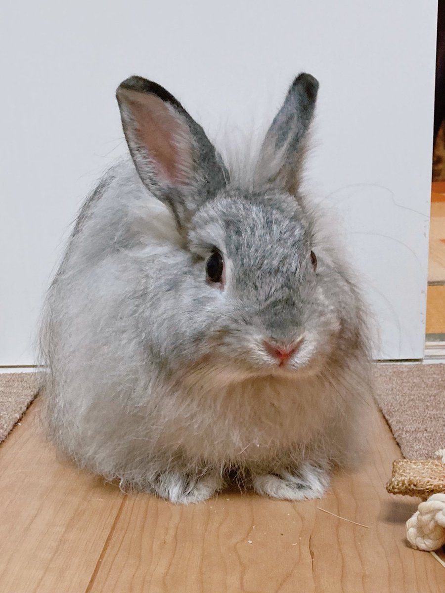 K2000Meeko's tweet photo. らいはきょうももふもふです🐰
らいは鼻息が荒いです。またにピーピー聞こえます。フエラムネです。
なかなかトイレがおぼえられません💦

#うさぎ #ジャージーウーリー #うさぎ好き #うさぎがいる暮らし https://t.co/6TdSiJN0Om