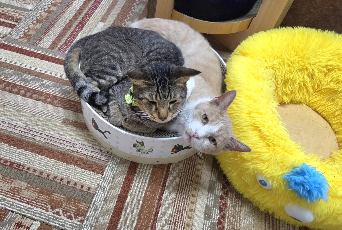 関東3店】譲渡型猫カフェ にゃんくる on X: 