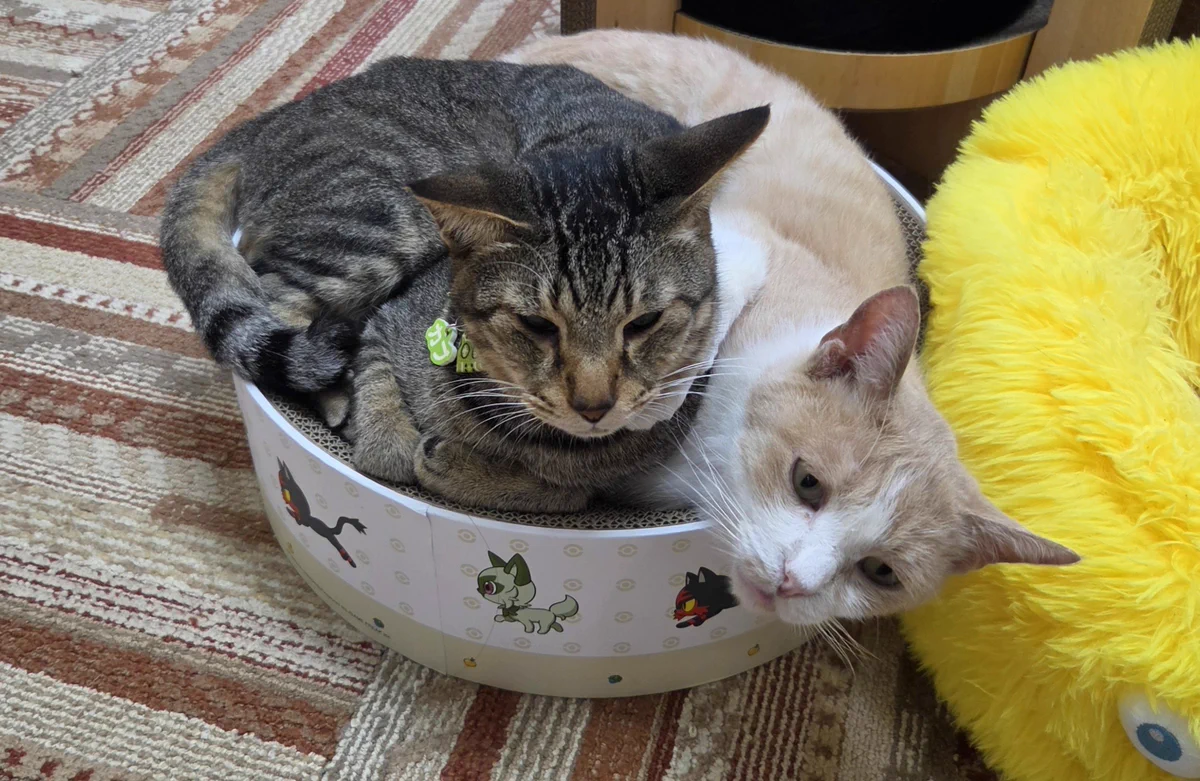 関東3店】譲渡型猫カフェ にゃんくる on X: 