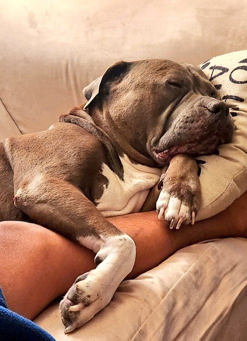 princesbelladog's tweet photo. Oh my baby gets too clingy🤧❤️get to watch our exclusive knotty content 😊👇🏻
https://t.co/J4hOW2STlf

https://t.co/J4hOW2STlf

#dogknotting #ArtofZoo #Beastiality #doglovers
#DogMom #dog
#Taboo
#zoolife https://t.co/W0xipilTbW https://t.co/IwPexgVBRm