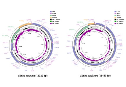 Zootaxa's tweet photo. Two mitochondrial genomes and the phylogenetic relationships of #Silpha (#Coleoptera: #Staphylinidae: #Silphinae)
#taxonomy
https://t.co/8uGIB79ONi https://t.co/I61g9MBvIP