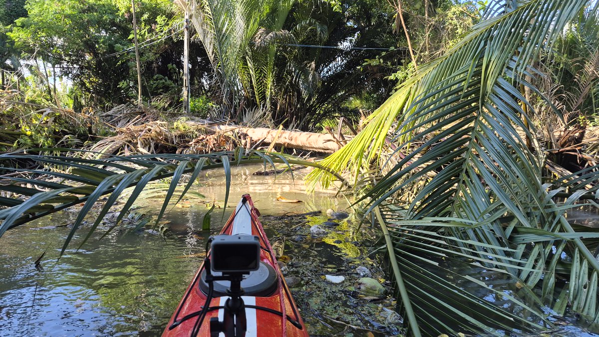 misterkwai's tweet photo. #portage I then got back in my kayak, but it got stuck in nipa palm branches, so I had to exit the kayak again and wade waist deep in water. :/ https://t.co/okHjymkgrG