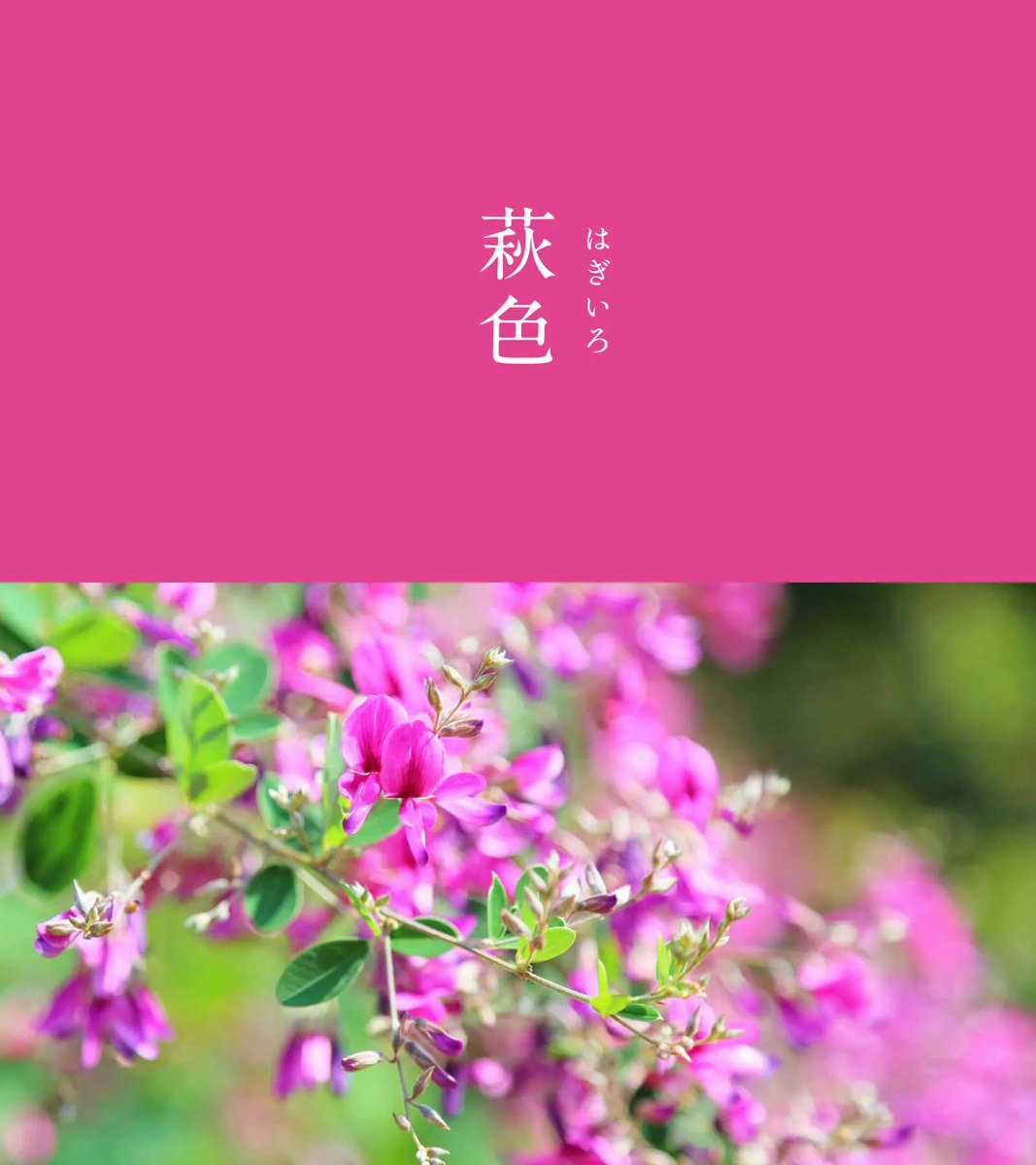 543life's tweet photo. 萩色（はぎいろ）｜#にっぽんのいろ

古の人々を虜にした、可憐な赤紫色です。
秋の七草の一つでもある萩は、赤紫から白へと、美しいグラデーションを見せます。
その優美な色合いは『万葉集』で最も詠まれるなど、遥か昔から人々の心を強く惹きつけてきました。

9月のにっぽんのいろは、暦生活のサイトからご覧いただけます🌖
https://t.co/8LRxQY2G80