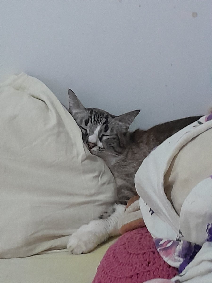 acervpriscilla's tweet photo. as vezes ela dorme bonitinho https://t.co/P7OulyCx9o