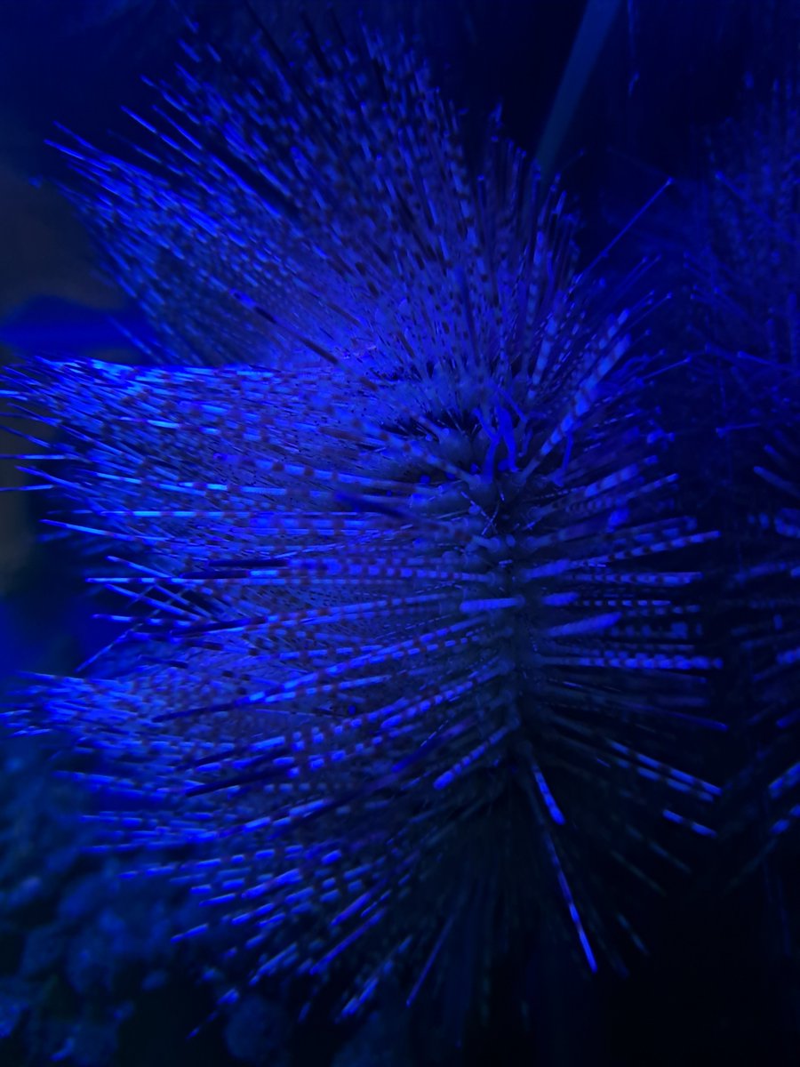 deepsea_15's tweet photo. おはオニガゼ✺✺ https://t.co/4NmzocM1rq