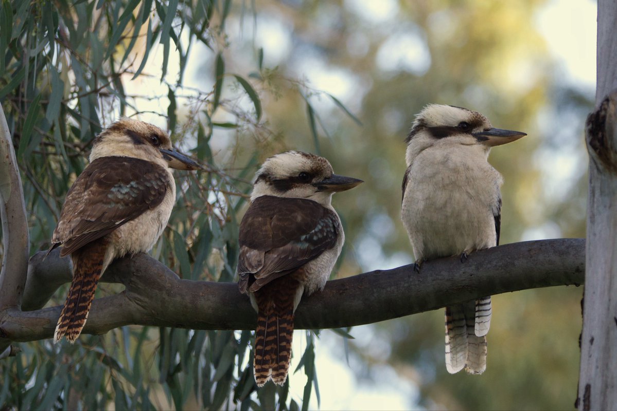 canuck5551's tweet photo. Kookaburras! There’s so big and unbothered by people https://t.co/W7bzBepajh