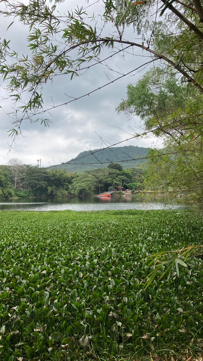 anvanesss's tweet photo. La naturaleza que rodea a ESPOL, uno de mis lugares favoritos y al que siempre me gusta volver 🫶 https://t.co/5lY3PZhVm4