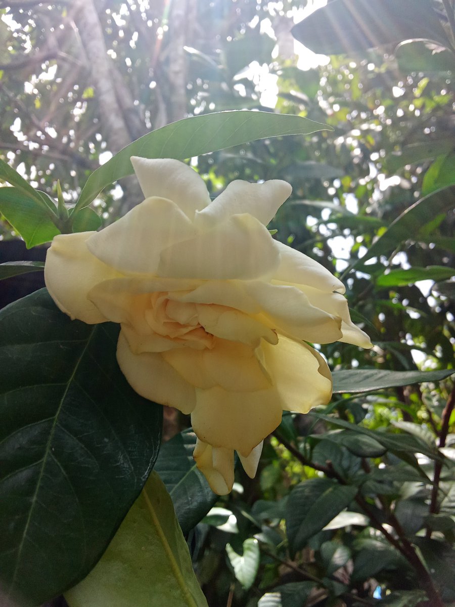 samstweinx's tweet photo. fading makes to bloom a great another story , good morning 😇🌱 https://t.co/OVIk8ZWQ48