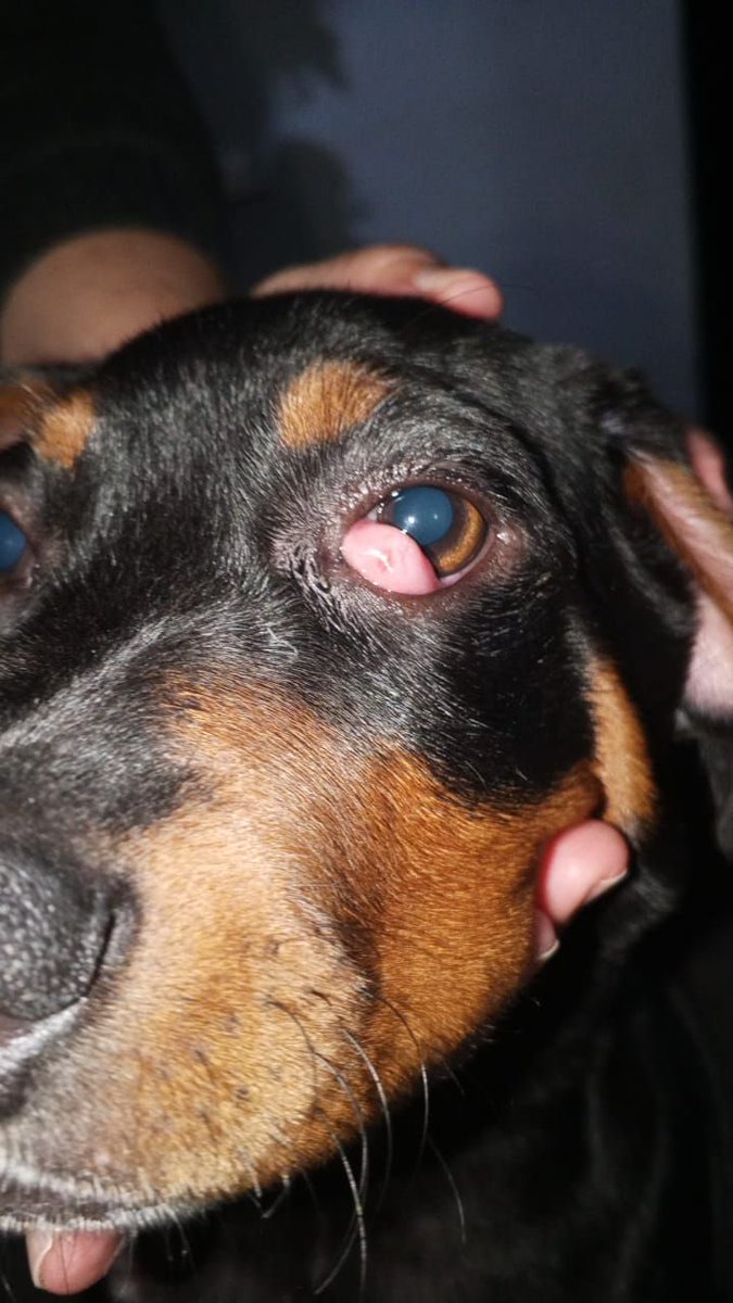 AlexaGomezDos's tweet photo. Buenas noches mi gente. Esta solicitud no es para un adulto mayor ni para un niño, pero es para un perrito y su humana que lo necesita. Terry es un cachorro de 6 meses, se enfermó de parvovirus y lo superó. El tratamiento para salvarlo fue muy costoso y ahora le diagnosticaron prolapso de la glándula del 3er párpado y alopecia debido a su enfermedad anterior. Para mejorar su calidad de vida, hay que operarlo del ojito y cumplirle el tratamiento. La operación cuesta $70. Pero su humana no puede pagarle la operación ya que está incapacitada y no tiene trabajo. Ella es sola con su peludo por lo que si entre todos los apoyamos, estoy segura que lo lograremos. Con Bs. 900 podemos llegar a la meta y ayudar a Terry 🐾🐾 GRACIAS ♥️🙏🏼