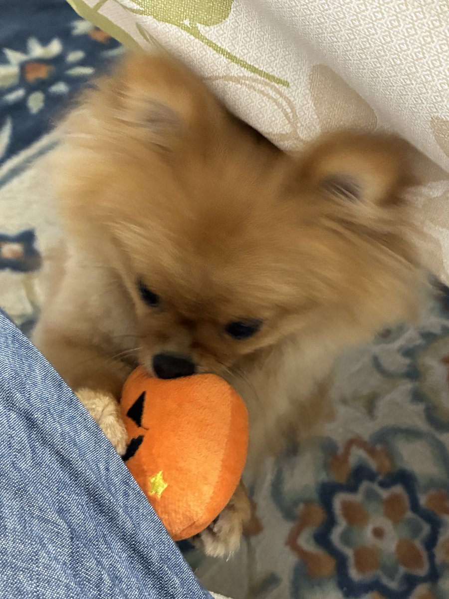 mocha80746's tweet photo. かぼちゃのぬいぐるみで遊んで欲しいポコちゃん🎃 https://t.co/6jHkiMYGA1