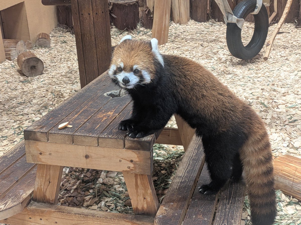PasserbyKim's tweet photo. 看著小熊貓吃蘋果，我好幸福啊~ https://t.co/2n8DcXOIWp