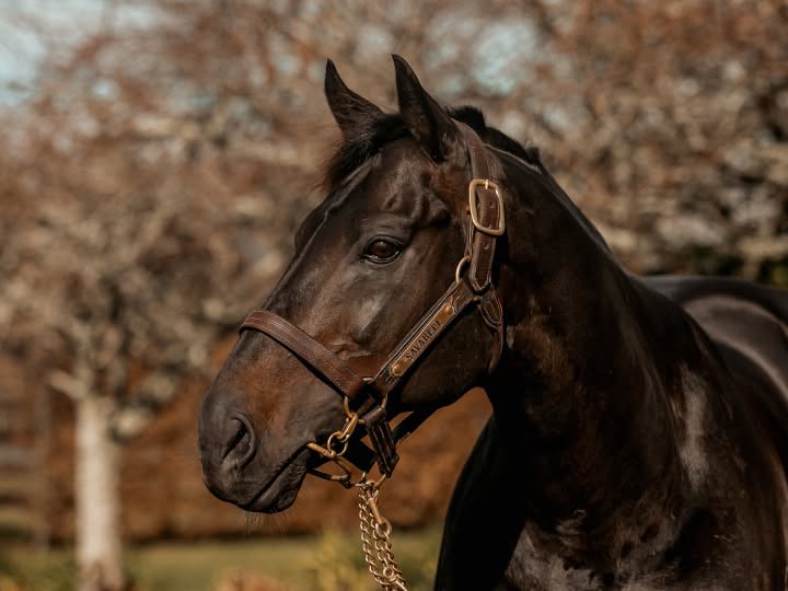KarakaChat's tweet photo. Well Written Claims Top Honours at New Zealand Horse of the Year Awards 🏆

Sunday evening’s New Zealand Thoroughbred Horse of the Year Awards in Auckland capped a big weekend for unbeaten superstar NZB graduate  #WellWritten (Written Tycoon), who was named Horse of the Year and Champion Three-Year-Old for the 2025-26 season.

The other NZB graduate honoured during Sunday night’s awards was the recently retired standout mare #Legarto (NZ) (Proisir), who was named Champion Middle-Distance Horse.

The NZTR Award for Outstanding Contribution to Racing went to the Williams family, represented by three generations of the family, including Sam and Dame Catriona Williams, Richard “Buzz” and Susie Williams, and Tom and Gay Williams. Their involvement in thoroughbred breeding and racing spans three generations and more than 85 years, with @AvondaleLittle Stud now home to Champion sire Per Incanto, who won both the Dewar and Centaine Awards for the 2025–26 season.

The late #Savabeel was named the 2026 recipient of the NZTR Award for Outstanding Global Achievement, recognising an extraordinary legacy on the track, at stud and in the sale ring. He went on to become a champion stallion at Waikato Stud, producing 36 individual Group One winners and 159 stakes winners, with his progeny achieving Group One success in Australia and helping him become Hong Kong’s leading sire by winners in 2018–19. Savabeel was named New Zealand’s champion sire ten times, while his progeny collected 16 Horse of the Year equine category awards. 🥂

Read the full story here 👉📰:  https://t.co/23O4m3z7Pq