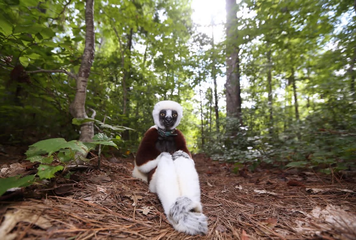 smokingsexxtion's tweet photo. maybe im just high but ive been fucking crying laughing at this lemur for ten minutes now https://t.co/2q1QETSnJ7
