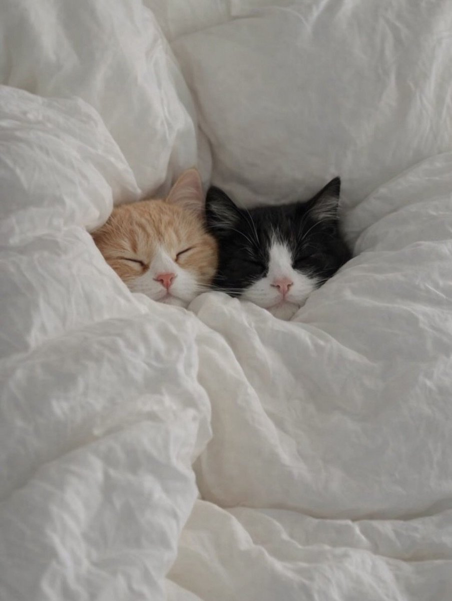 catsworldaura's tweet photo. https://t.co/8aP7cPM0zG