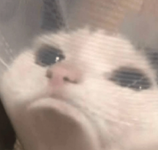 cuidadocomocuca's tweet photo. fui segurar ela q nem bebe pq ela tava querendo subir no notebook enquanto eu usava
ficou ronronando por 5 minutos e agr dormiu bebezinha https://t.co/FwWSuJZJy2