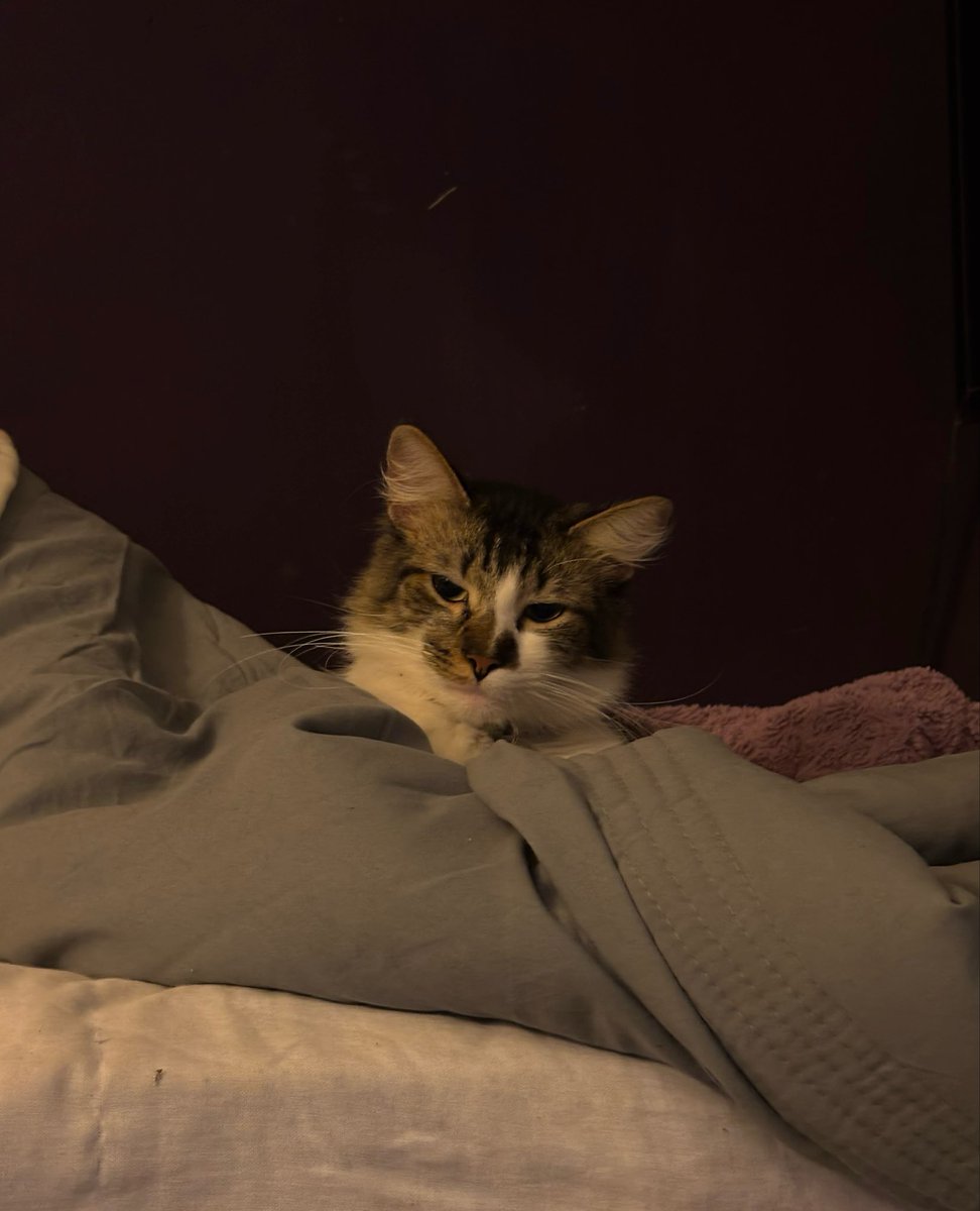 s0fit444's tweet photo. la cara de un pobre tipo que pasó el día durmiendo y yo me tome el atrevimiento de prender la luz https://t.co/gHwuz8VL9t