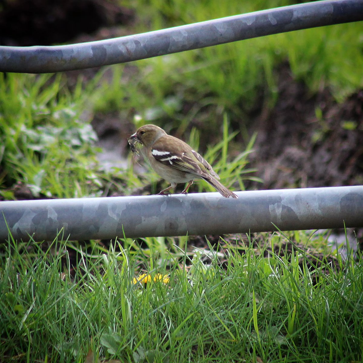 CarlynCounts's tweet photo. A female chaffinch building her nest. https://t.co/zQW6Oi6Tb8