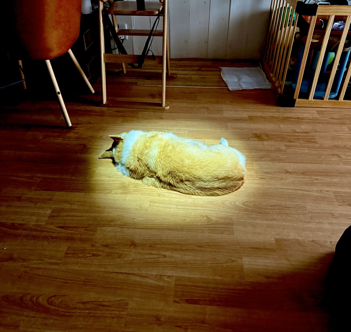 corgi_tumugi's tweet photo. 落ちてるコーギーが最終回過ぎる･･ https://t.co/mQyUzH2xPO