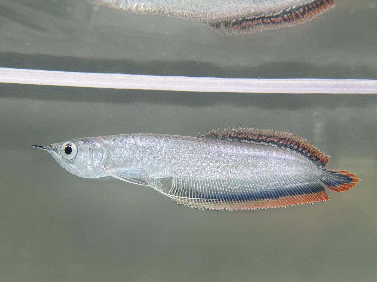 aquaHAJIME0808's tweet photo. プラチナブラックアロワナ入荷しました。
20cm±の安心サイズ。プラブラに良くみる頭の変形も無いナチュラル体型。
安くは無いですがオープニングSALEで頑張ります‼️

#プラチナブラックアロワナ
#ブラックアロワナ
#アロワナ
#アクアリウムショップが出来るまで https://t.co/hRnhfAjnAk