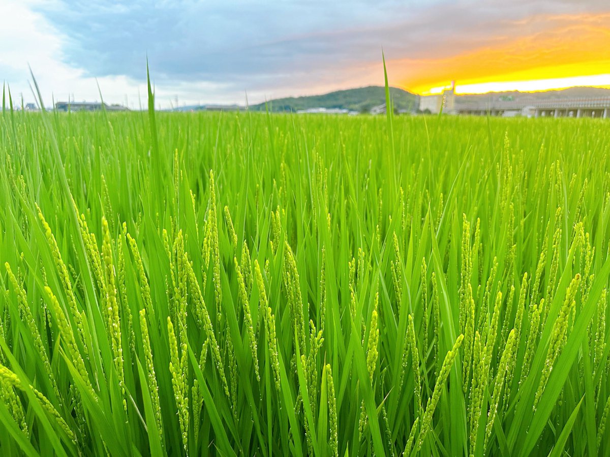 Setouchimyfarm's tweet photo. 日本人から「米」を取り上げたら、何が残るのだろうか。

お米は単なる主食ではない。
日本人の文化、歴史、精神性を形作ってきた根幹の一つである。

稲作は、春に水を引き、苗を育て、田植えをし、草を管理し、秋の収穫を迎えるまで、長い時間と手間を必要とする。

自然の恵みを謙虚に受け入れる一方で、
台風や日照りといった人間の都合ではどうにもならない自然を相手にしながら、それでも翌年の実りへ向けて手を動かし続ける。

そこには、自然に対する謙虚さや結果を急がない忍耐、日々手を抜かない勤勉さ、
そして、一人だけでは成り立たない共同体の精神がある。

特に田んぼは、水を自分の圃場だけに引けばよいものではない。
上流があり、下流があり、
地域全体で水を分け合いながら米を育ててきた。

「自分だけ良ければいい」では成立しない。

長い稲作の歴史の中で、調和を重んじ、他者と助け合い、自然を畏れ、黙々と働く。

そうした日本人の性質が育まれてきたとしても、不思議ではない。

さらに、お米は日本の伝統的な信仰や年中行事とも深く結びついている。

春に豊作を祈る祈念祭や、秋に収穫を神に感謝する新嘗祭をはじめ、全国各地の神社や地域で今も受け継がれるお祭りの多くは稲作のサイクルに由来する。

一口のご飯をいただく際に
「いただきます」「ごちそうさま」
と手を合わせる日常の習慣にも、
万物に神が宿ると考える自然観や、命と生産者への感謝を忘れない日本人の美意識が脈々と息づいている。

田んぼは食料を生産する場所であると同時に、日本人が日本人になっていった場所でもある。

だから私は、米作りは単なる農業の一形態ではないと考えている。

一粒の米に八十八の手間がかかると言われる。
それほど手間をかけても、毎年同じ結果になるとは限らない。

それでも種を残し、翌年また田をつくる。

この営みを何百年、何千年と繰り返してきた。

そして興味深いのは、日本が大きく変わろうとする時代には、
農村や農家の出自を持ちながら、その後の社会に大きな影響を与えた人物が数多く現れてきたことである。

豊臣秀吉、山田方谷、渋沢栄一、二宮尊徳、松下幸之助、安藤百福、野口英世、田中角栄…
書き出せばキリがない。

一方で、現在は食の西洋化が進み、
田んぼが減り、米を作る人も減っている。

しかし、「米を食べなくなった」だけの話ではない。

稲作文化が消えていけば、
その中で受け継がれてきた日本人の価値観まで、一緒に失われていく可能性がある。

稲作は国の根幹。
その火を消してはいけない。

私は最後の一人となっても米づくりを諦めない。

#自然農法 #稲作 #日本人のアイデンティティ #お米