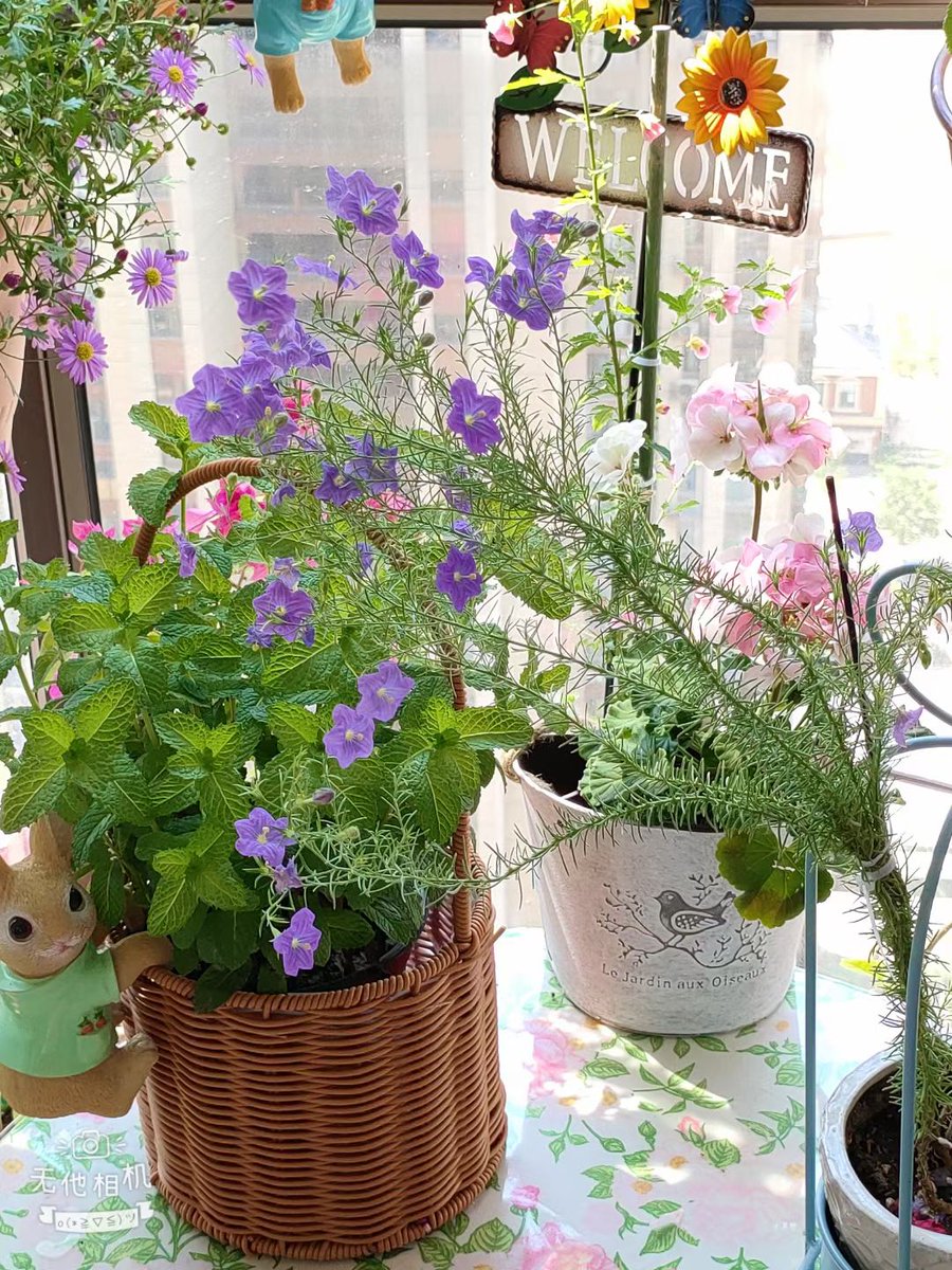 AdaYeil's tweet photo. [My tiny balcony garden went from just a few empty pots 3 months ago to my go-to spot for morning tea and fresh herbs now—small changes make big days better!]， https://t.co/JqeK3nr8lo