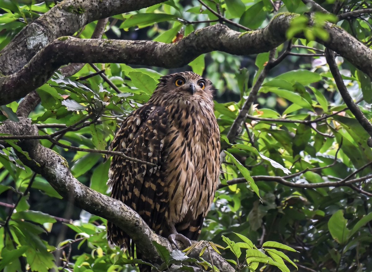 ChenTienjing's tweet photo. #黃魚鴞
#photography #pictureoftheday #picture #birds #birdphotography #nature #mothernature #animals #animalkingdom #naturephotography https://t.co/cQvGA3VRgZ