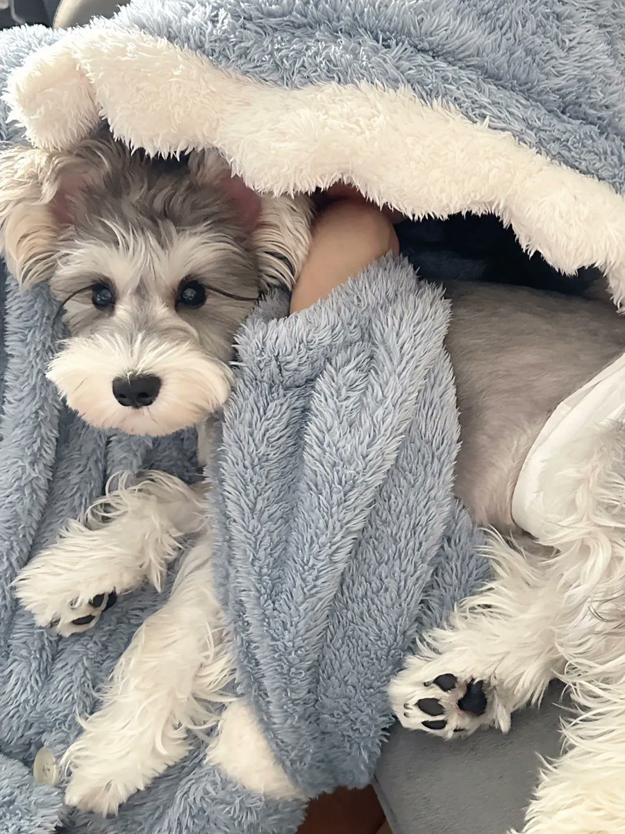 EvelinBrizuela's tweet photo. [My fur baby hit 6 months old today! Watching her go from a wobbly pup stealing socks to this curious little adventure buddy has my heart so full  #DogGrowth #PetJoy]， https://t.co/R4vd2kr5lt