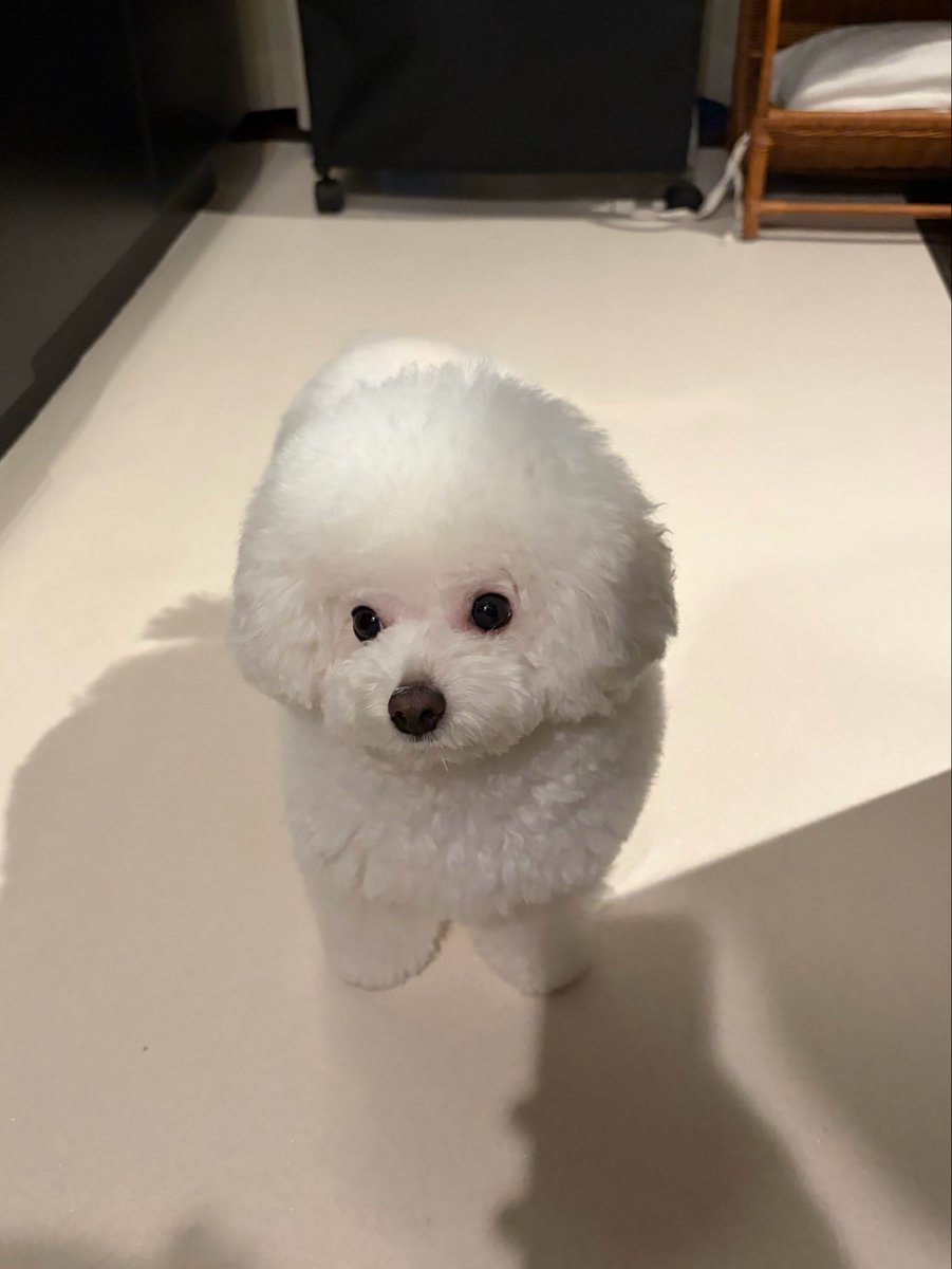 hkr_jgimsld's tweet photo. 犬は臭い匂いとか良い匂いとかではなく、かわいい匂いがする https://t.co/YKIylMLnBz
