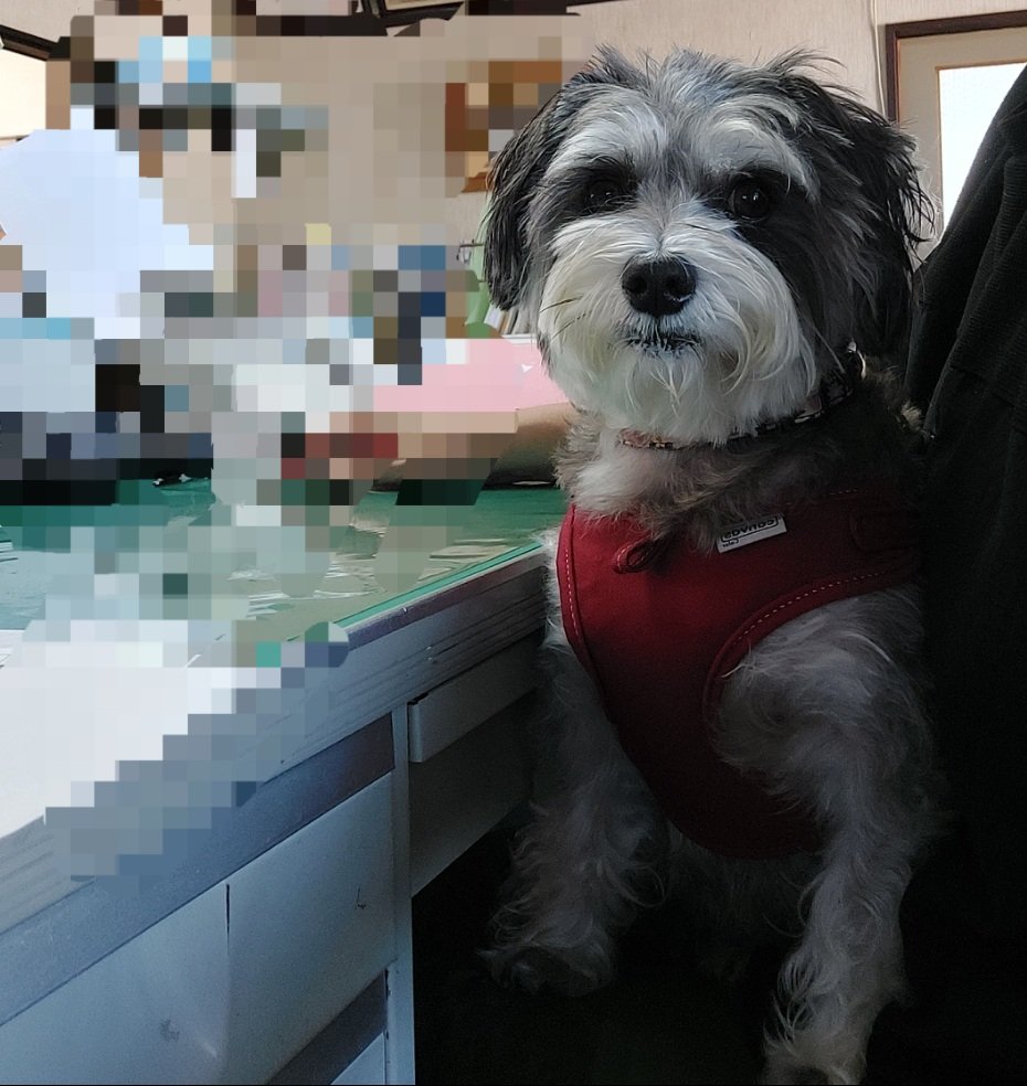 maru0___0maru's tweet photo. 本日はおかん���職場で職犬体験 https://t.co/Tp6OFrSGwb