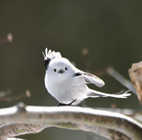 rangshi41's tweet photo. i always saw shirosagi as a japanese snow fairy owl #isagi https://t.co/IuHCdBzO1g