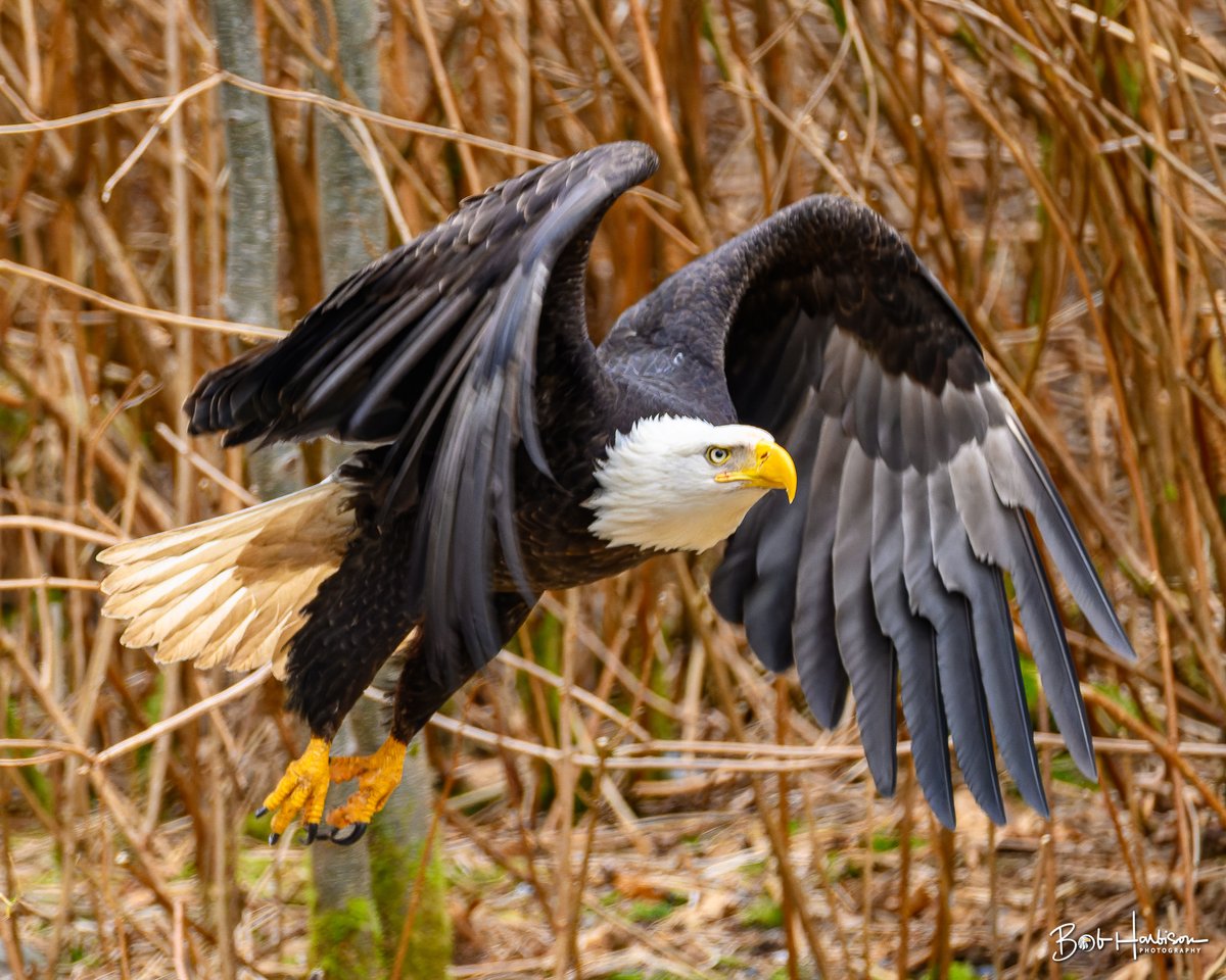 baldeaglebob's tweet photo. Bald Eagle, Ketchikan, AK
February 2026, a Bald Eagle flies through the forest in Ketchikan scavenging for his next meal. https://t.co/h7tSlPkffJ