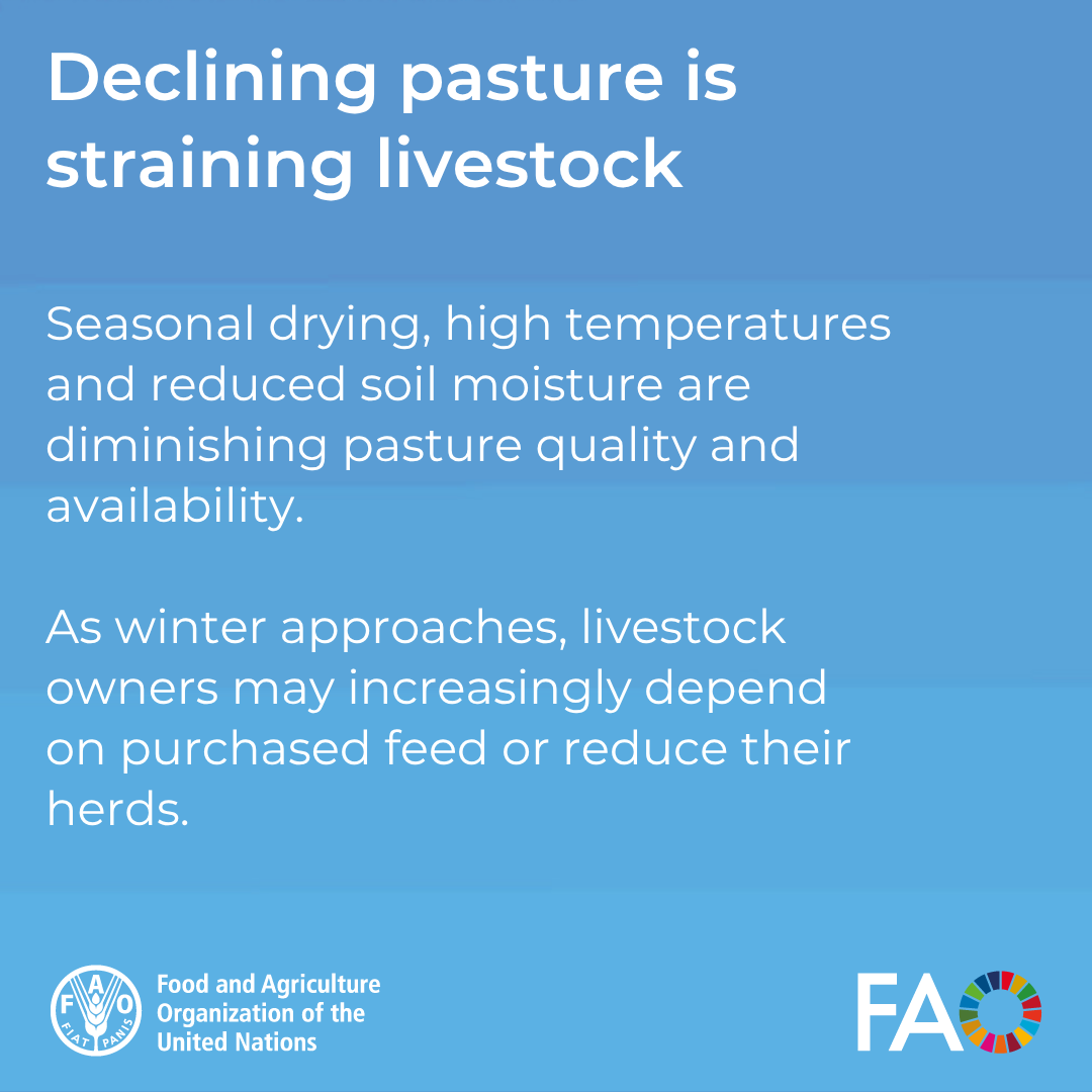 FAOAfghanistan's tweet photo. What does the latest outlook mean for Afghanistan’s farmers?

Swipe through the key implications, and the action needed to translate improved rainfall prospects into stronger agricultural production 👇

🔗 https://t.co/Npd6WWPAg4 https://t.co/73q4cDEl1l