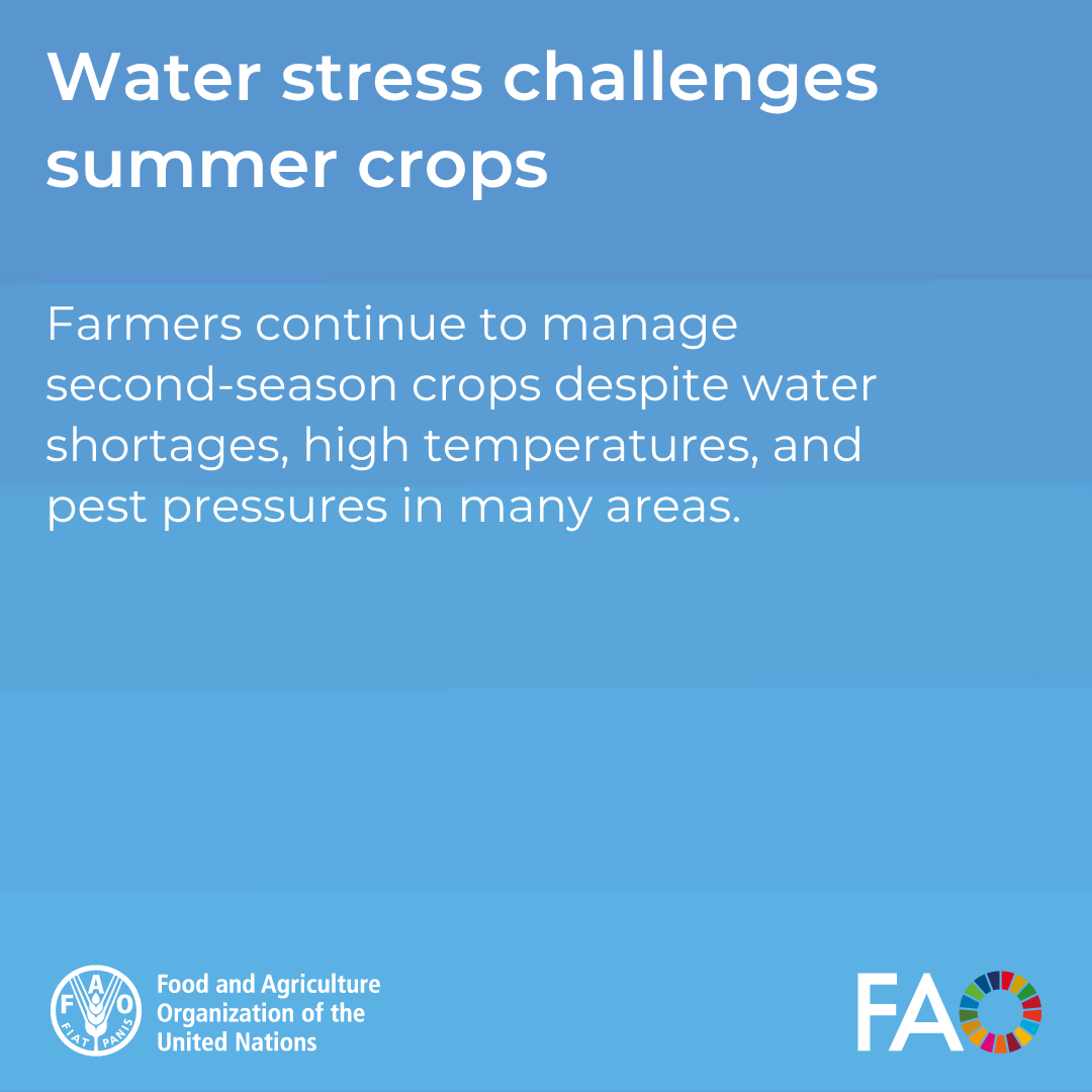 FAOAfghanistan's tweet photo. What does the latest outlook mean for Afghanistan’s farmers?

Swipe through the key implications, and the action needed to translate improved rainfall prospects into stronger agricultural production 👇

🔗 https://t.co/Npd6WWPAg4 https://t.co/73q4cDEl1l