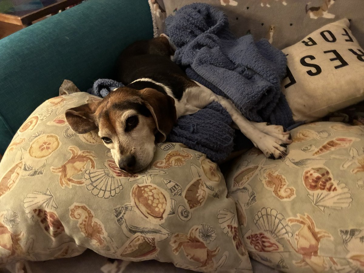 DailyLolaBeagle's tweet photo. Lola closes out her busy holiday weekend! https://t.co/TQSIBBSl3F