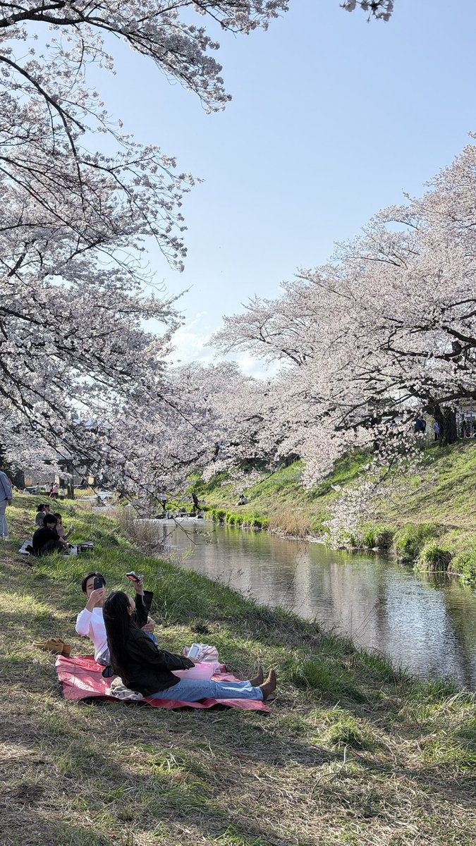 cherryy_nj's tweet photo. แนะนำอีกทีีใน tohoku จังหวัด fukushima สวยมาก ตอนเราไปมีจัดงานด้วย จะมีของมาขายกัน คนไปนั่งปิกนิกกันเยอะเลยย ตอนเราไป full bloom พอดีด้วยค่า🥹🫶🏻
📍fujita river 
📷 11 april 2026 

#เที่ยวญี่ปุ่น #ซากุระ https://t.co/4YsaOisT46