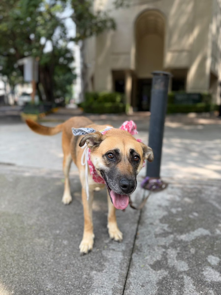 HELA_MORE's tweet photo. Mila es una de las rescatadas que más tiempo lleva esperando,ya son 4 años en los que nadie la ha elegido,nadie le ha dado la oportunidad.💔

En un inicio ella era una perrita muy triste y aislada,pero poco a poco empezó a confiar,empezó a sentirse querida.

Dale una oportunidad a una perrita que ha sido invisible para todos.

Si no la puedes adoptar,ayúdanos a compartirla.
Estamos en CDMX.