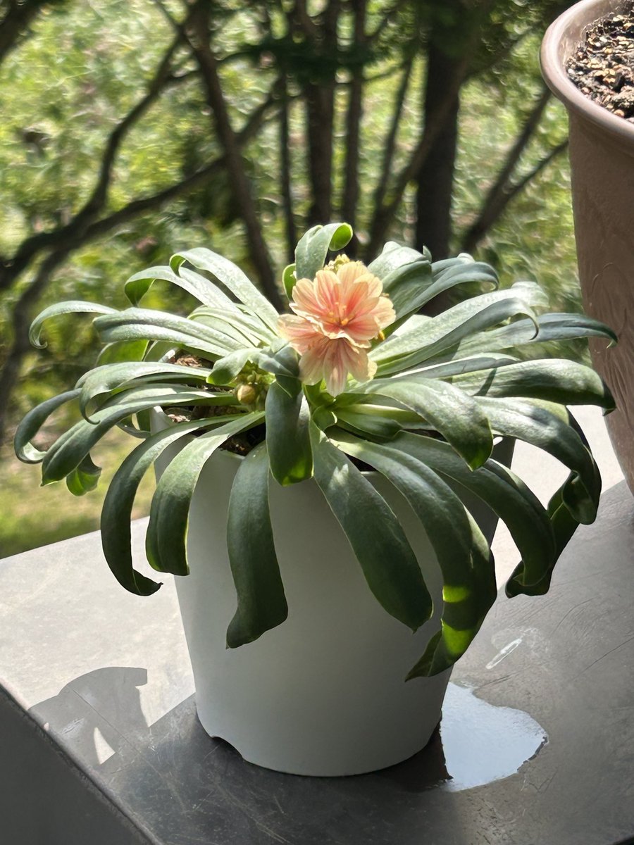 tefsh2's tweet photo. レウイシア(華さんご)満開につれハイビスカス(ナイトルージュ)満開になりそう🌸🌺どちらも花の色が素敵 https://t.co/oJmDyo3XHr