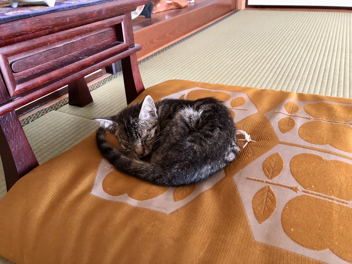 ya_9510's tweet photo. 4年前の今日、わが家の駐車場の隅で息絶え絶えにうずくまっていたこの子🐈

出かけるところだったので、先ずは安全な家の中へ
“どうか生きてて🙏🏼”と祈りながら帰ってきたら居ない💦

ビックリして探すと、なんと仏壇の前に！
力を振り絞って移動したんだね✨
亡き父が守ってくれてたように感じました😌 https://t.co/mSctAZXfSK