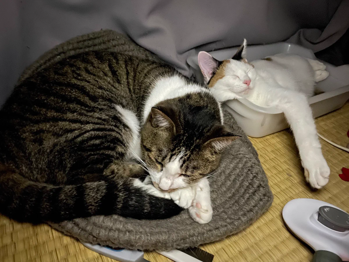 にゃんちくだいすきくらぶ on X / X