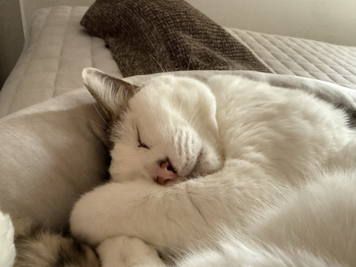 am_3392's tweet photo. 今日の猫です #猫 https://t.co/rECHqORDCq