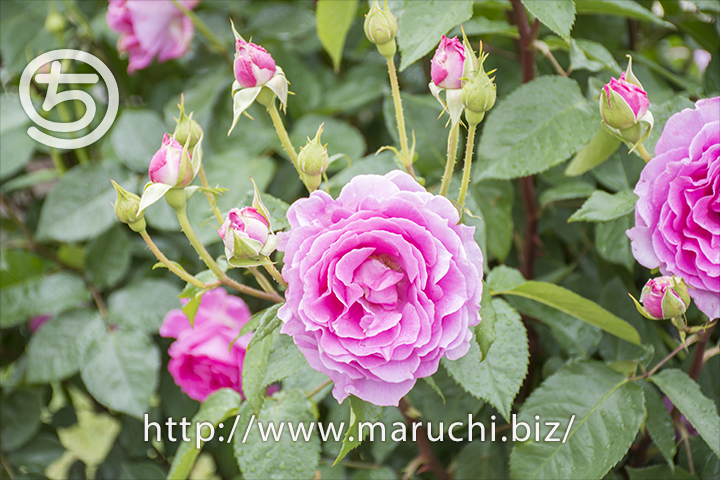 maruchi_202111's tweet photo. バラ花風景写真と、工作用のハサミで前髪を切ったら顔が軽くなったというお話。https://t.co/bszh5574dV #前髪を切る #前髪が短くなって顔が軽い #写真とデザインの仕事 https://t.co/1TIw989s0U