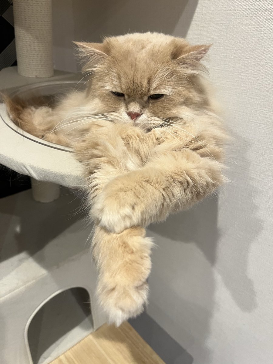 late_ikusei's tweet photo. これはチュールのおねだりポーズかな🤭
#ねこ #ラガマフィン https://t.co/8PqSQjn2b2