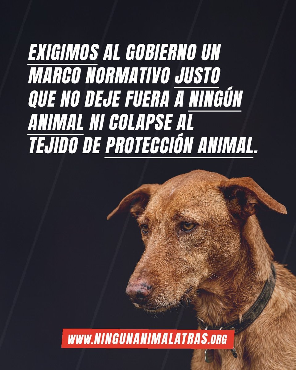 Ningun_animal's tweet photo. 🐾⚖️ NACE NINGÚN ANIMAL ATRÁS

Exigimos al Gobierno un marco legal justo que no deje fuera a ningún animal ni a quienes los protegen.

5 puntos. Una exigencia: que ningún animal se quede atrás.

💙 Conoce la campaña: https://t.co/tZuLWuONYy

📢 Firma y RP

#NingúnAnimalAtrás https://t.co/EW3RMKWqzU