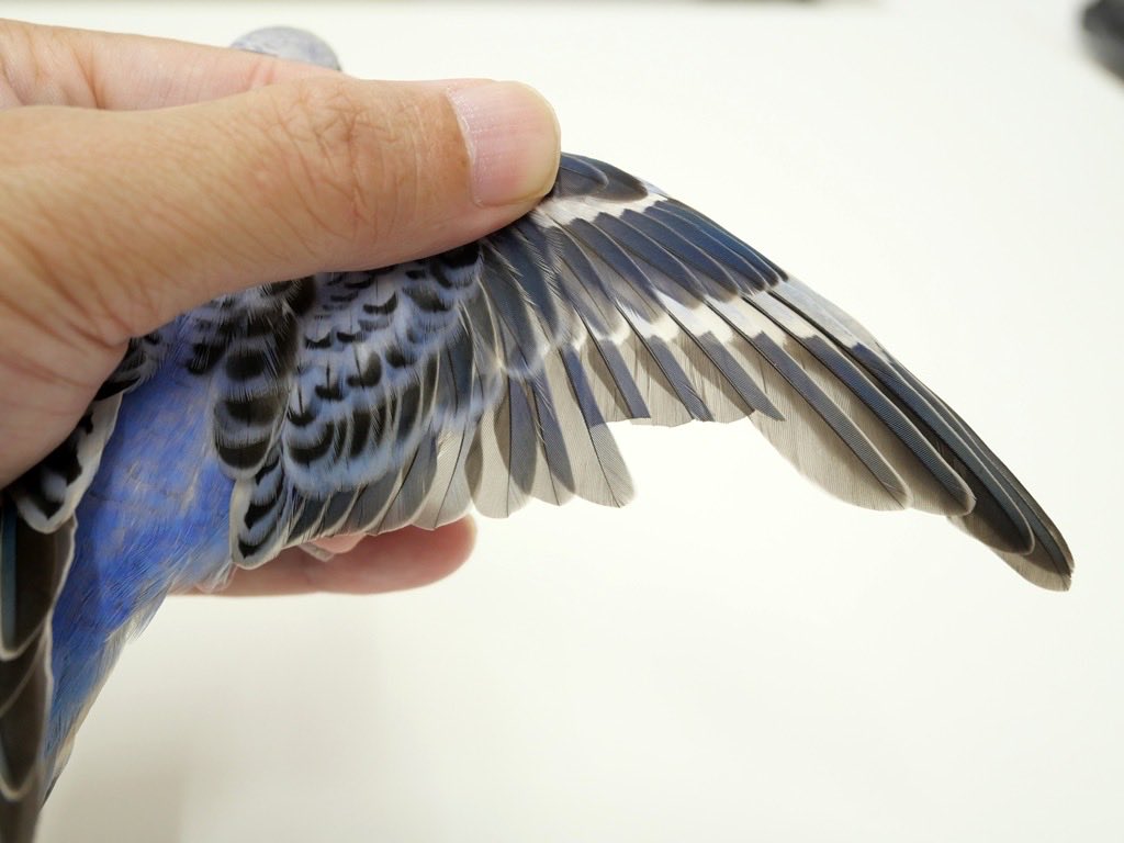 kazuebisawa's tweet photo. 本日午前9時ごろに横浜市上大岡で保護されたセキセイインコが健康診断に来ました。
約2ヶ月齢ほどの若鳥で、小柄な子です。人にはあまり馴れていないです。
少しだけクリッピングしてありましたが、この程度では普通に飛べたと思われますので、ロスト場所は近隣とは限りません。
お心当たりのある方は、病院までお問合せください。