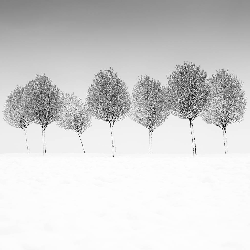 artlimitednet's tweet photo. Seven by Martin Rak https://t.co/mmjpOuG2nz
#tree #photography #trees #capture #bnw_captures #noir #blackandwhite #blackandwhitephoto #digital #bnwphotos #fineart #simplicity #vegetal #forest #blackwhite #line #simple #snow #alley #photographyeveryday #nature… https://t.co/iS2yhL2GTk