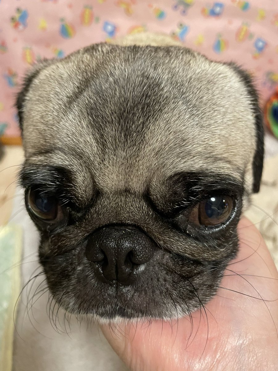 bvf75j's tweet photo. 昨日はいつものお医者さんで、お腹の小さなおできの組織検査（全身麻酔しておでき周りを切除、病理判定へ）をしてきました。
無事終わり、夕べも今日もたくさん寝て、ご飯も食べて、元気です😊お得意の縦ジャンプは今日は封印！数日は安静よー🦭
#ねむいけどげんきだよー　#なんかくれ https://t.co/w28tWMFhW4