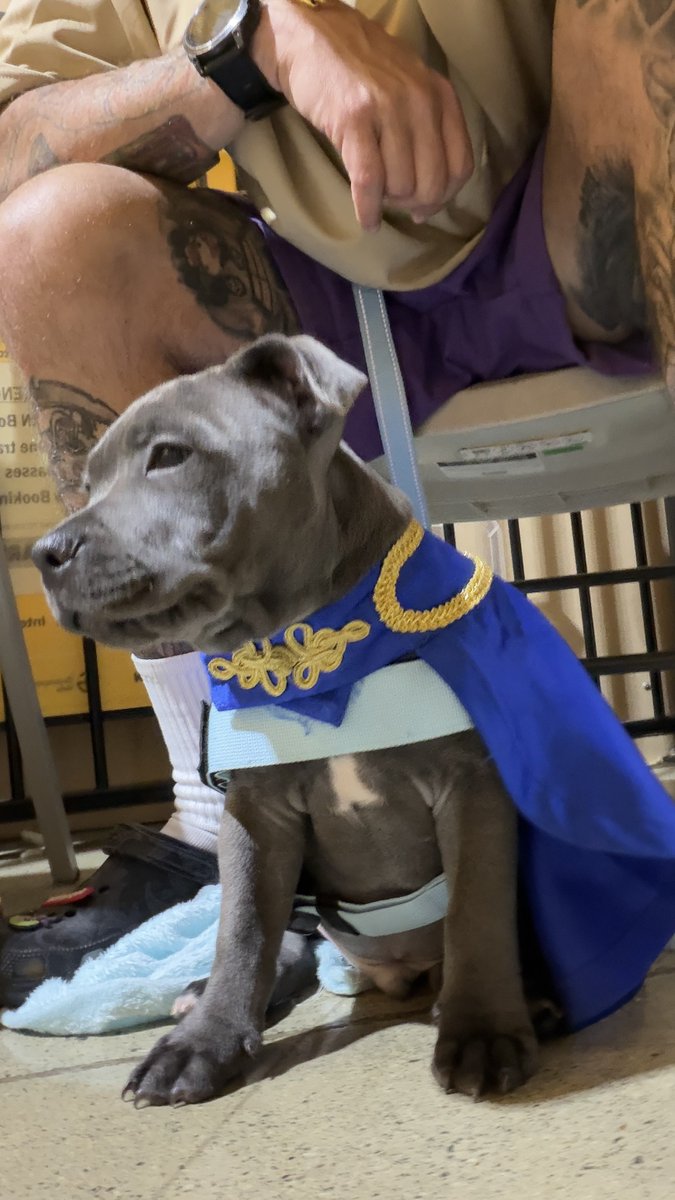 NotRelevantDad's tweet photo. Puppy School ✅ Echo looks so wise!! https://t.co/WIu3uLhSMI